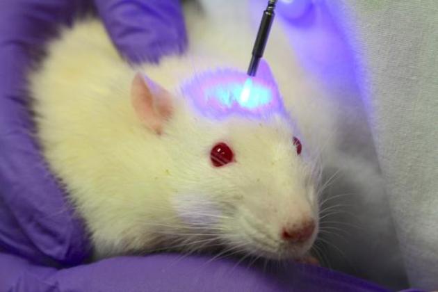 Rats used in Neuralink Testing