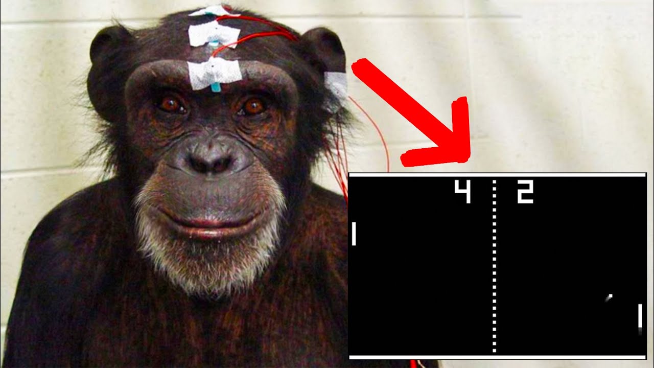 Neuralink has successfully enabled monkeys to play pong