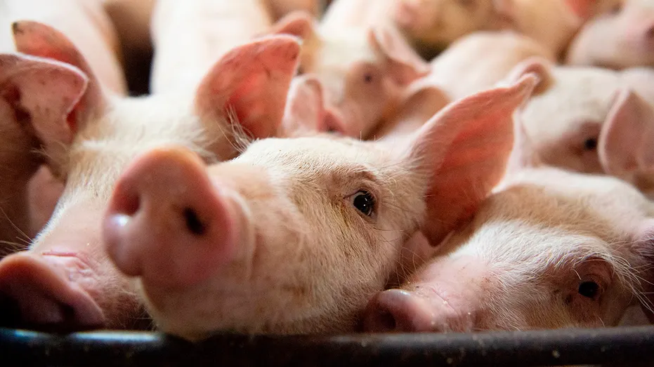 Many pigs have dies in the Neuralink studies